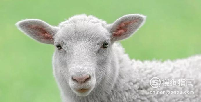 羊的疫苗怎么打