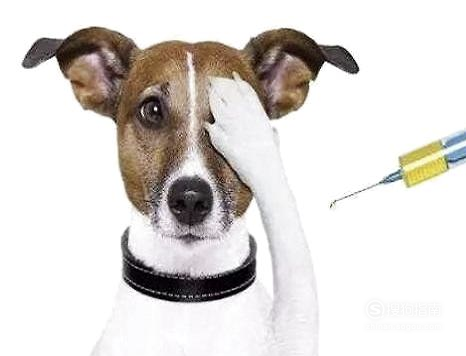 狗狗打完疫苗后的常见反应