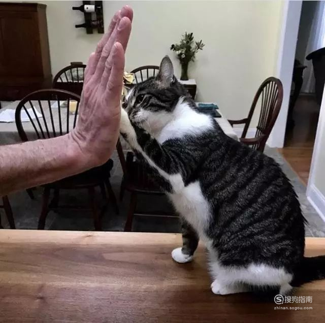 如何如何训练猫咪击掌