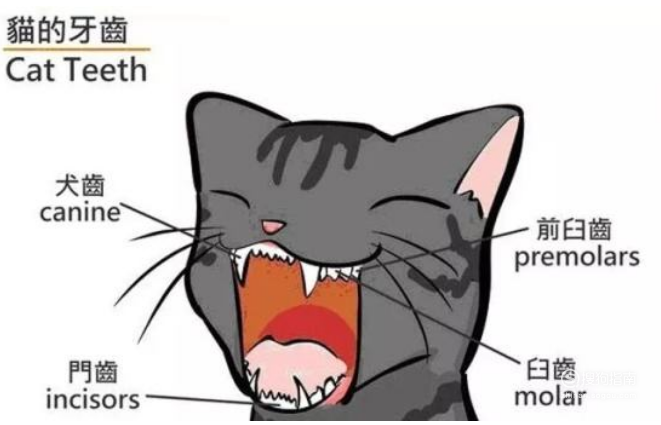 怎么通过牙齿判断猫咪的年龄