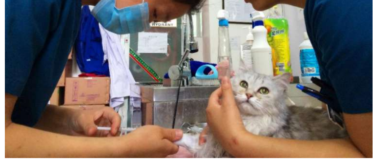 公猫绝育手术的过程