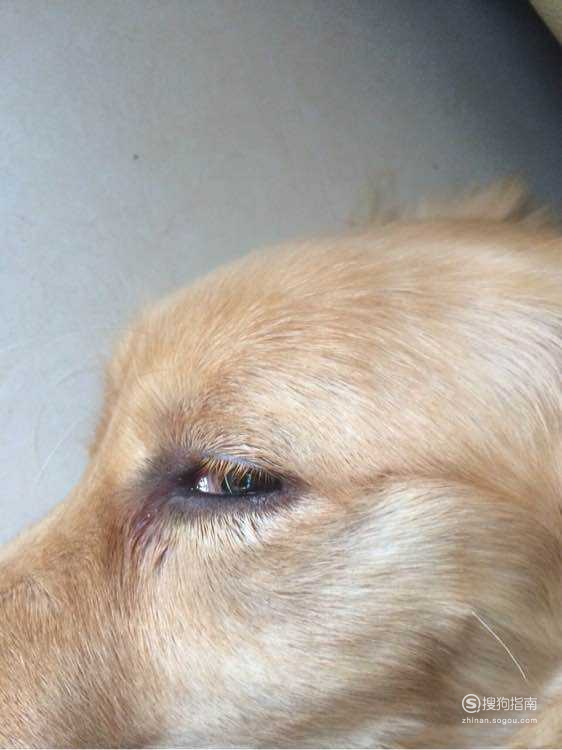 狗狗眼睛红肿怎么办？