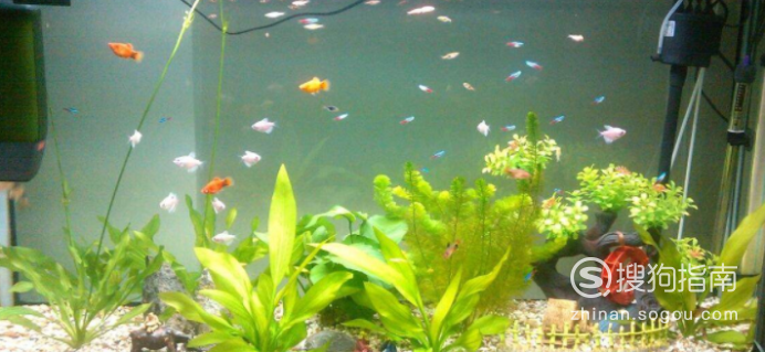 鱼缸水变绿原因及解决方法