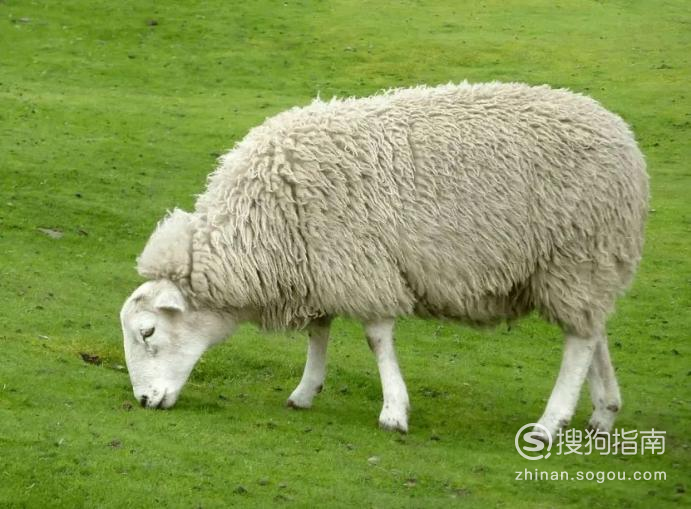 羊绒和羊毛有什么区别